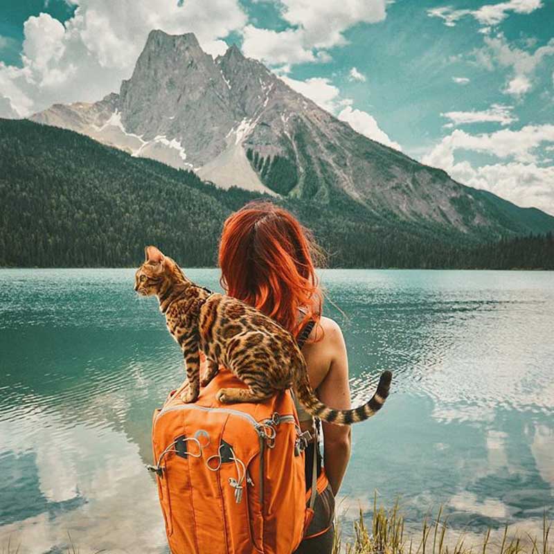 Suki the traveling cat