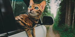 Fă cunoștință cu Suki: pisica neînfricată care călătorește mai mult decât tine